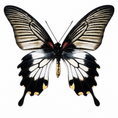Laad de afbeelding in de galerij, Papilio lowii female