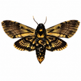 Laad de afbeelding in de galerij, Acherontia Atropos A-