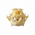 Load image into Gallery viewer, Cynopterus sphinx – Vleermuisschedel | 2,5–3 cm