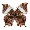 Laad de afbeelding in de galerij, Hypna Clytemnestra