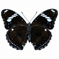 Load image into Gallery viewer, Hypolimnas Bolina (Philippines) ♀︎/♂︎
