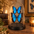 Laad de afbeelding in de galerij, Morpho peleides koppel