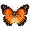 Laad de afbeelding in de galerij, Cethosia Biblis A-