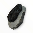 Carica l'immagine nel visualizzatore della galleria, Trilobite nella roccia madre – 7 × 4 cm | N. 003