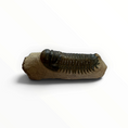 Cargar la imagen en la vista de la galería, Trilobito en matriz – 7 × 4 cm | N.º 004