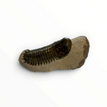 Cargar la imagen en la vista de la galería, Trilobito en matriz – 7 × 4 cm | N.º 004