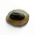 Load image into Gallery viewer, Trilobite in Matrix – 5.5 × 3 cm | No. 007