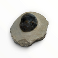 Load image into Gallery viewer, Trilobite in Matrix – 5.5 × 3 cm | No. 007