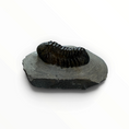 Bild in Galerie-Betrachter laden, Trilobit in Muttergestein – 4,5 × 2,5 cm | Nr. 010