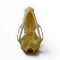 Carica l'immagine nel visualizzatore della galleria, Cynopterus brachyotis – Vleermuisschedel | 2,5–3 cm