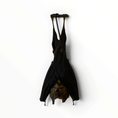 Cargar la imagen en la vista de la galería, Hipposideros larvatus – Hangende bladneusvleermuis | 10–12 cm