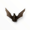 Load image into Gallery viewer, Otomops formosus – Gespreide Javaanse bulvleermuis | 20 cm
