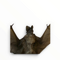 Load image into Gallery viewer, Otomops formosus – Gespreide Javaanse bulvleermuis | 20 cm