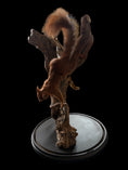 Load image into Gallery viewer, American red squirrel (Tamiasciurus hudsonicus) &red squirrel (Sciurus vulgaris)