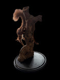 Load image into Gallery viewer, American red squirrel (Tamiasciurus hudsonicus) &red squirrel (Sciurus vulgaris)