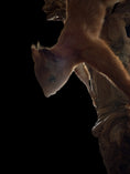 Load image into Gallery viewer, American red squirrel (Tamiasciurus hudsonicus) &red squirrel (Sciurus vulgaris)