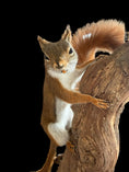 Load image into Gallery viewer, American red squirrel (Tamiasciurus hudsonicus) &red squirrel (Sciurus vulgaris)