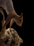 Load image into Gallery viewer, American red squirrel (Tamiasciurus hudsonicus) &red squirrel (Sciurus vulgaris)