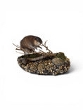 Laad de afbeelding in de galerij, Muskusrat -Ondatra zibethicus