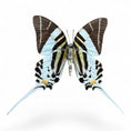 Laad de afbeelding in de galerij, Graphium Androcles