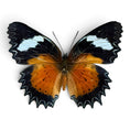 Laad de afbeelding in de galerij, Cethosia Hypsea