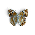 Load image into Gallery viewer, Junonia Orithya Pair ♂︎/♀︎