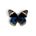 Load image into Gallery viewer, Junonia Orithya Pair ♂︎/♀︎
