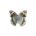 Load image into Gallery viewer, Junonia Orithya Pair ♂︎/♀︎