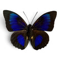 Laad de afbeelding in de galerij, Hybride Agrias beatifica/prepona