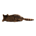 Laad de afbeelding in de galerij, Wasbeer (Procyon lotor) – Opgezet dier | Taxidermie