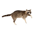 Laad de afbeelding in de galerij, Wasbeer (Procyon lotor) – Opgezet dier | Taxidermie