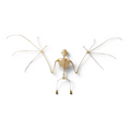 Laad de afbeelding in de galerij, Cynopterus brachyotis – Gespreid vleermuisskelet | 35 cm