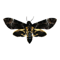 Laad de afbeelding in de galerij, Acherontia Atropos A-