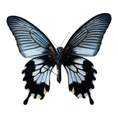 Laad de afbeelding in de galerij, Papilio lowii female