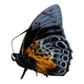 Laad de afbeelding in de galerij, Hybride Agrias beatifica/prepona