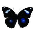Load image into Gallery viewer, Hypolimnas Bolina (Philippines) ♀︎/♂︎
