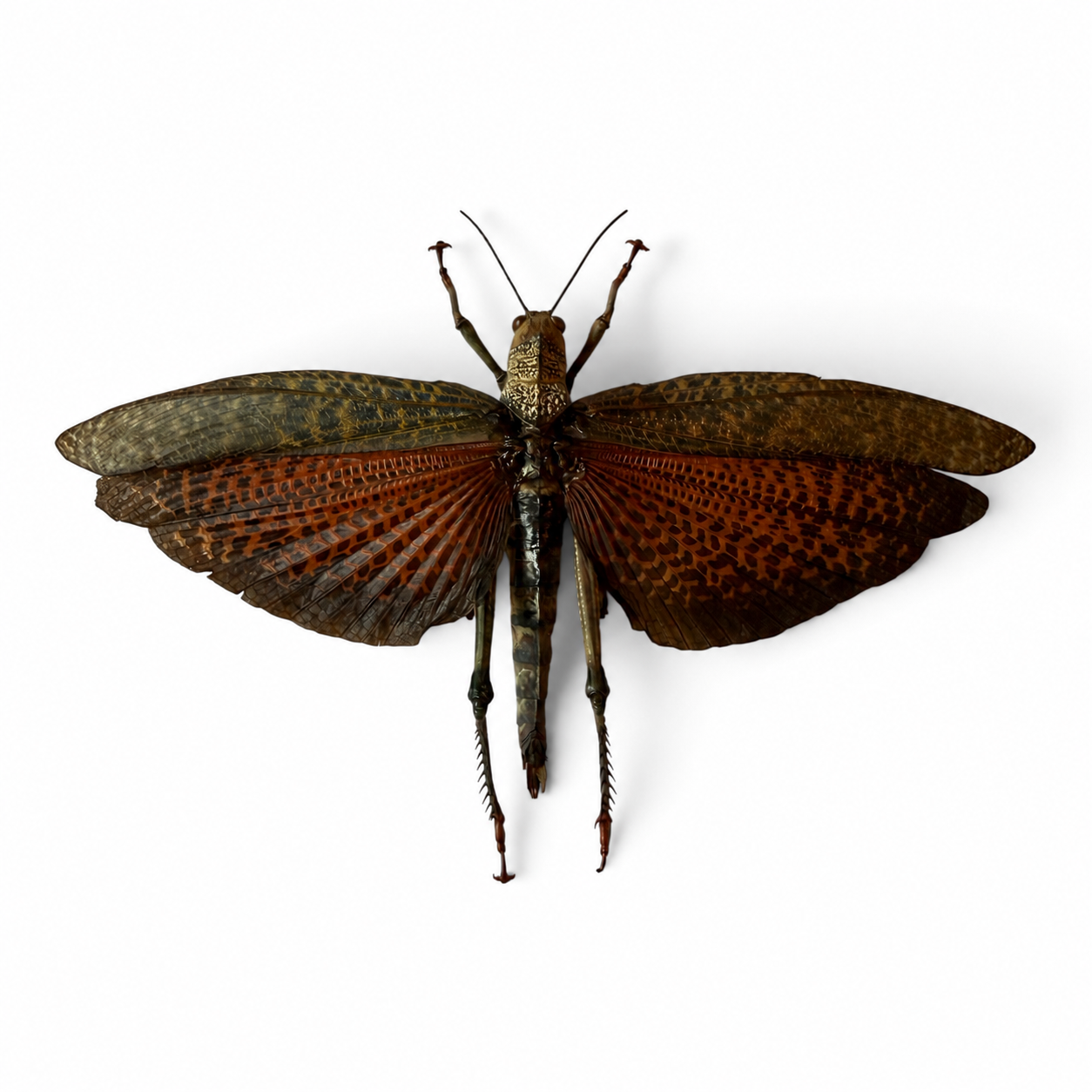 Insecten