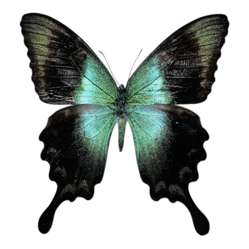 Vlinders