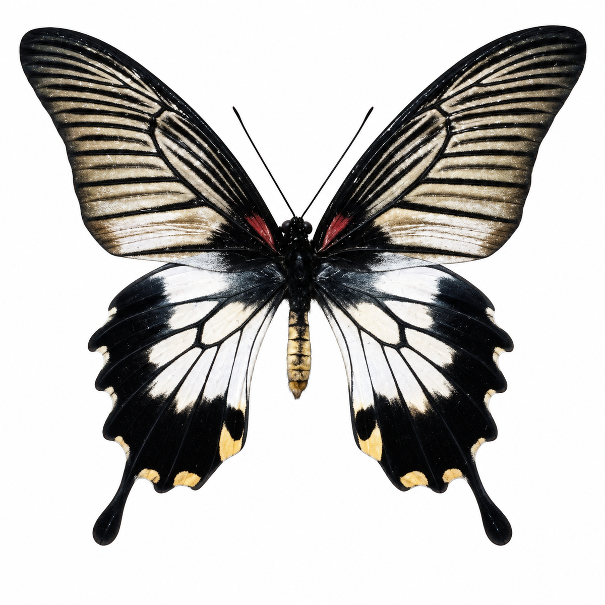 Papilio lowii female