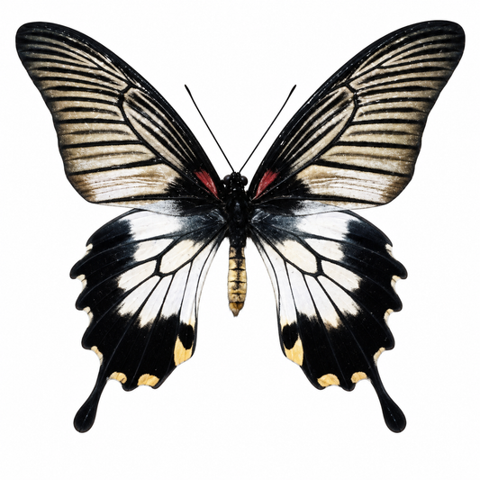 Papilio lowii hembra