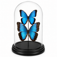 Laad de afbeelding in de galerij, Morpho peleides koppel
