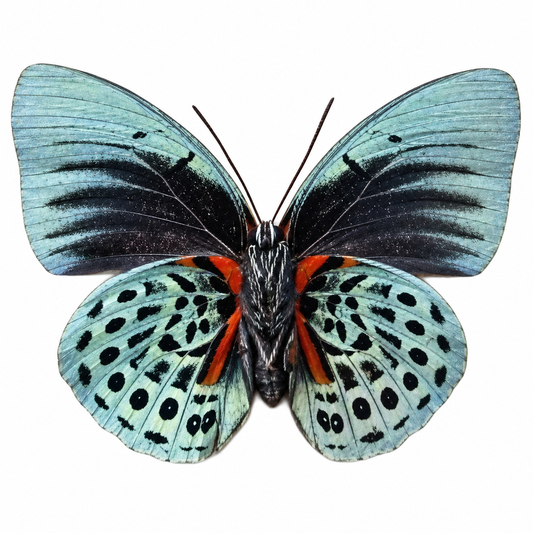 Agrias beata