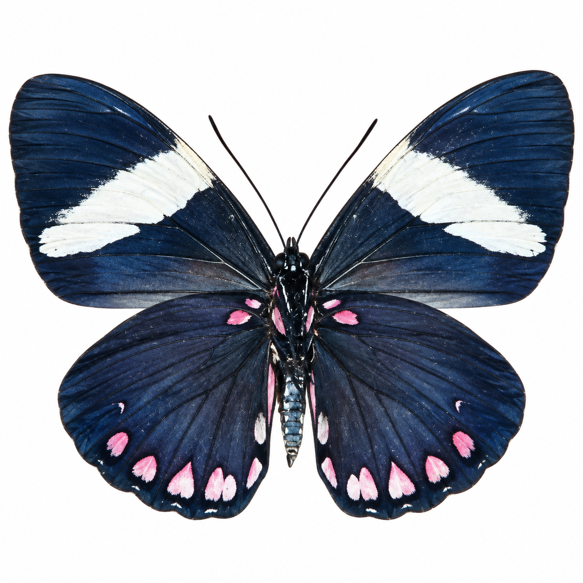 Hamadryas Velutina ssp.