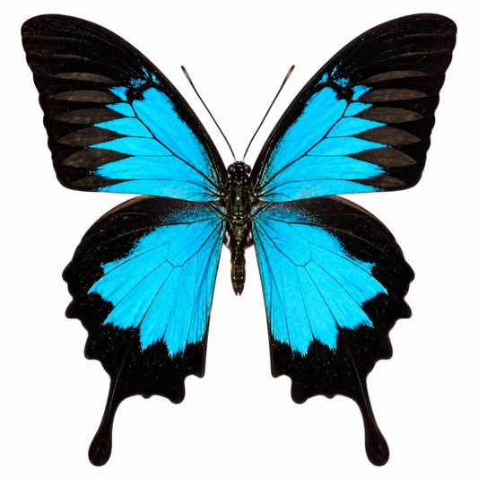 Papilio Ulysses Ulysses