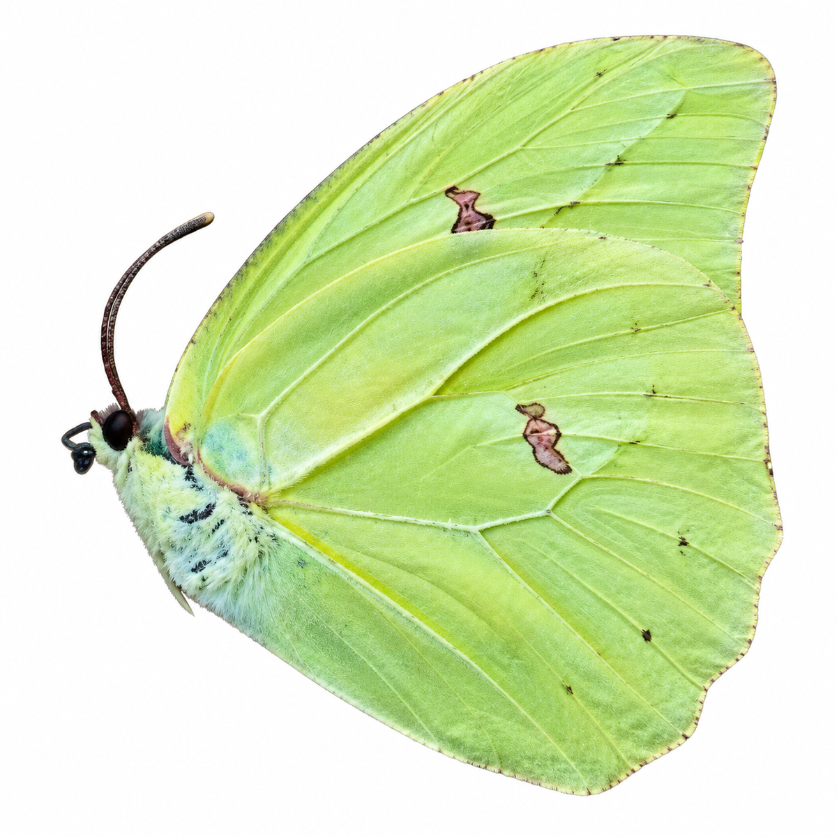 Anteos Menippe