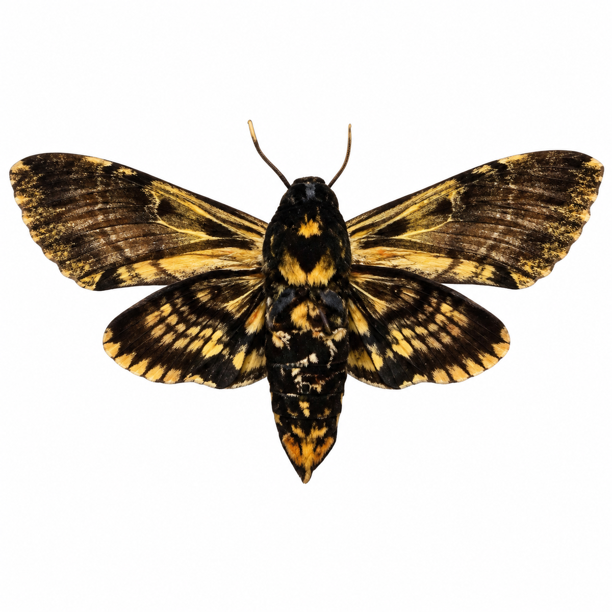Acherontia Atropos A-