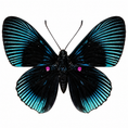 Load image into Gallery viewer, Lyropteryx apollonia
