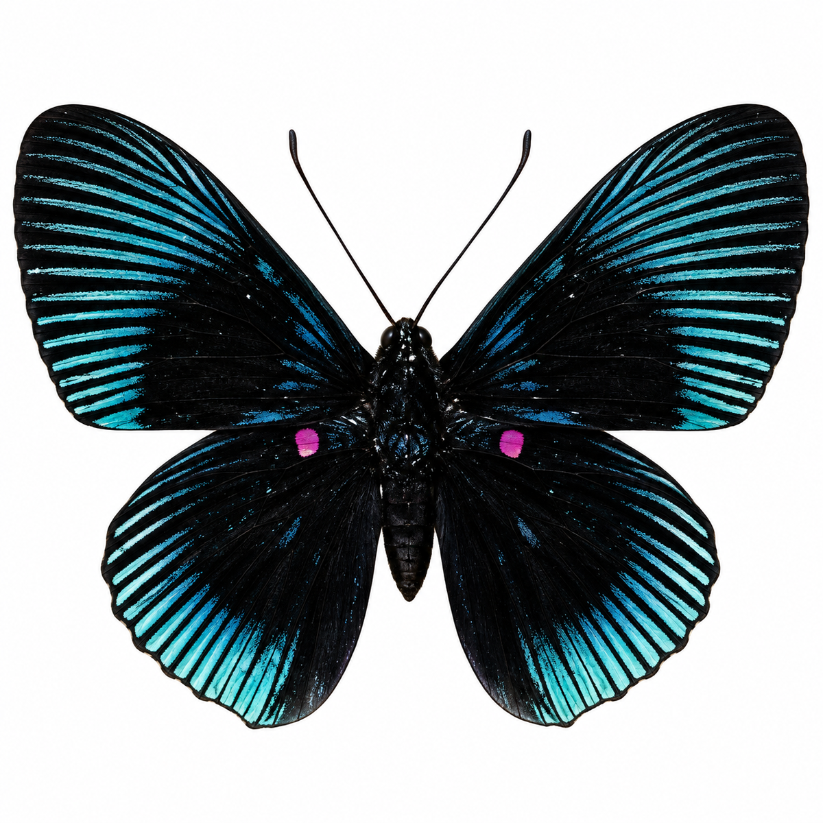 Lyropteryx apollonia