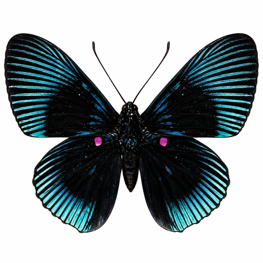 Lyropteryx apollonia