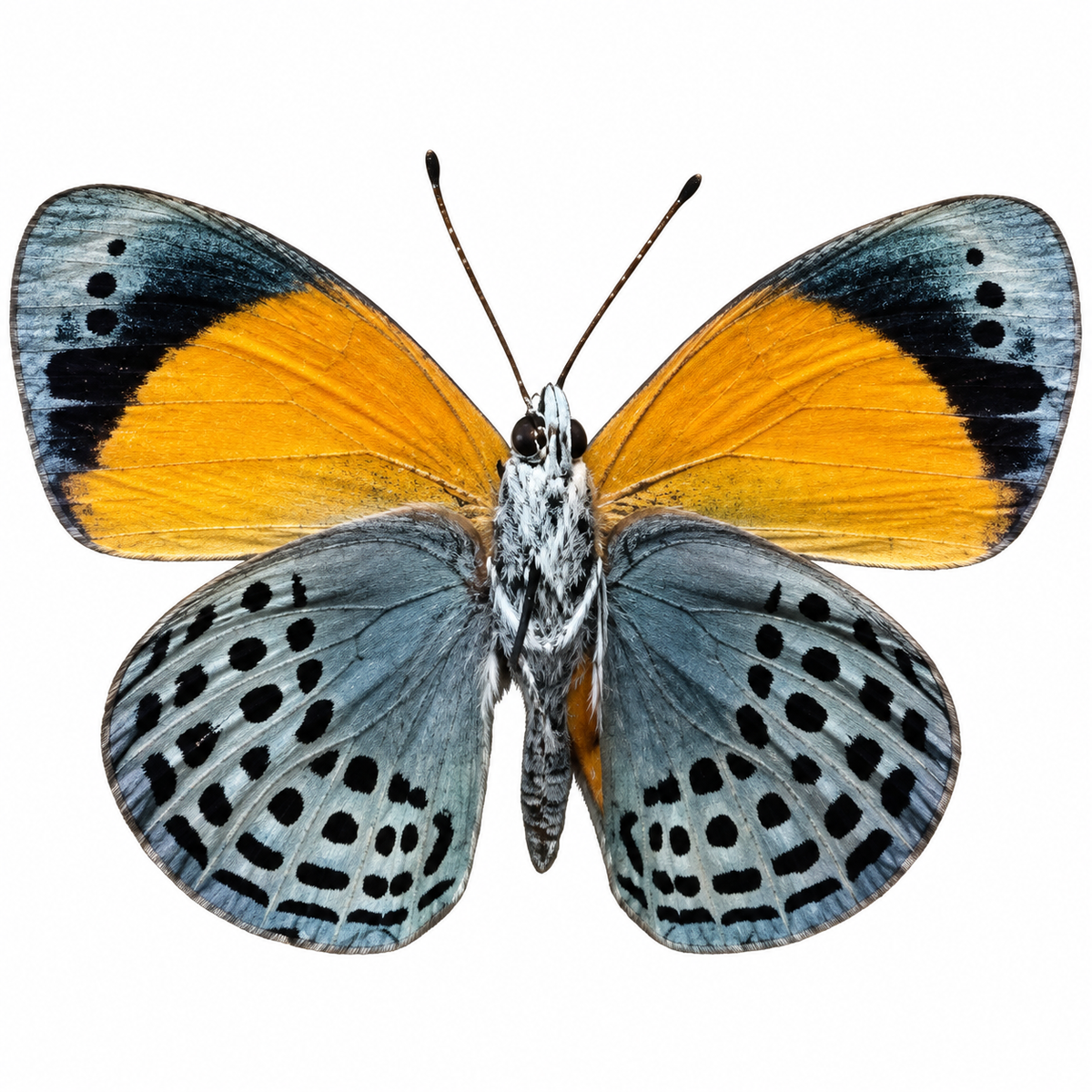 Asterope Davisi